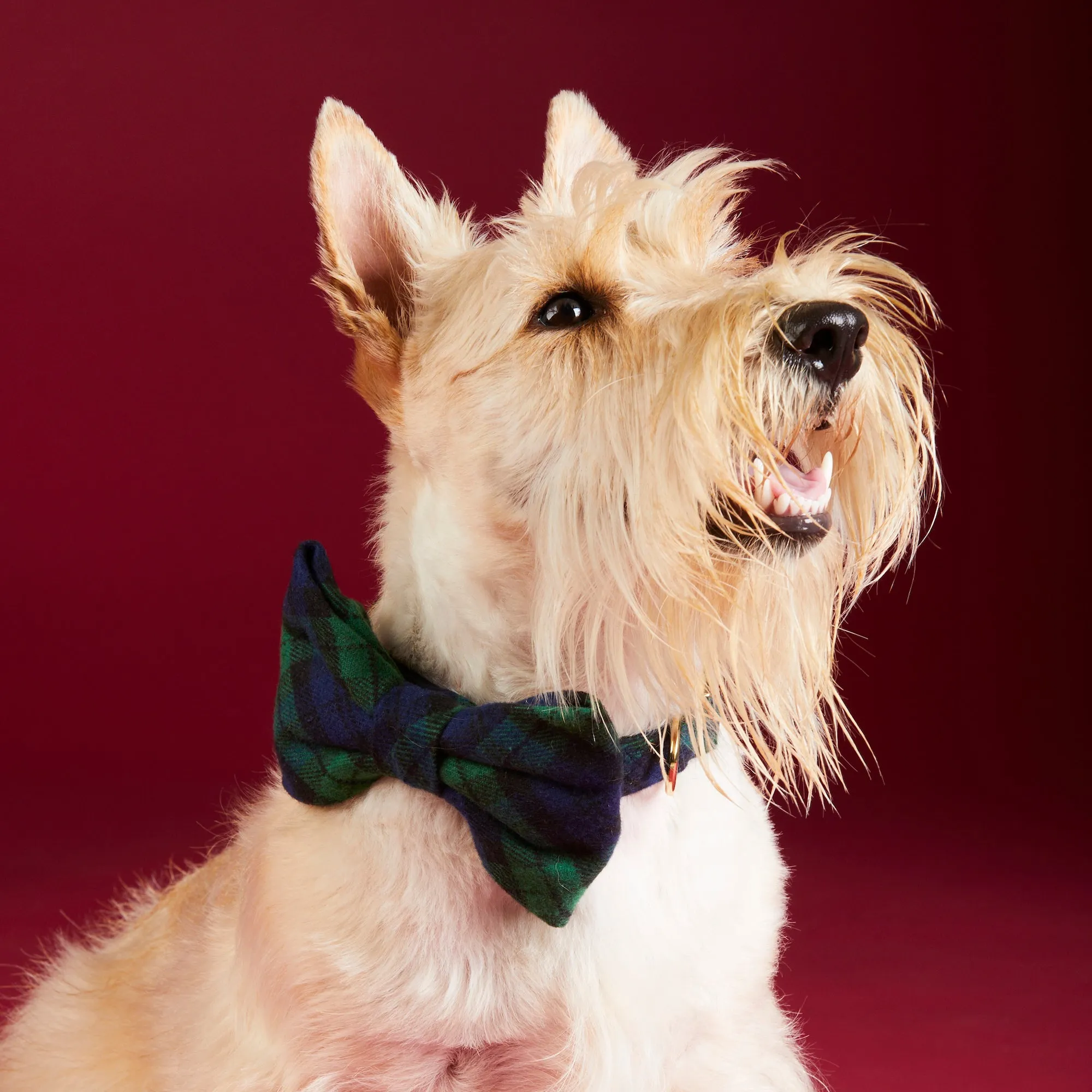 Black Watch Plaid Flannel Bow Tie Collar