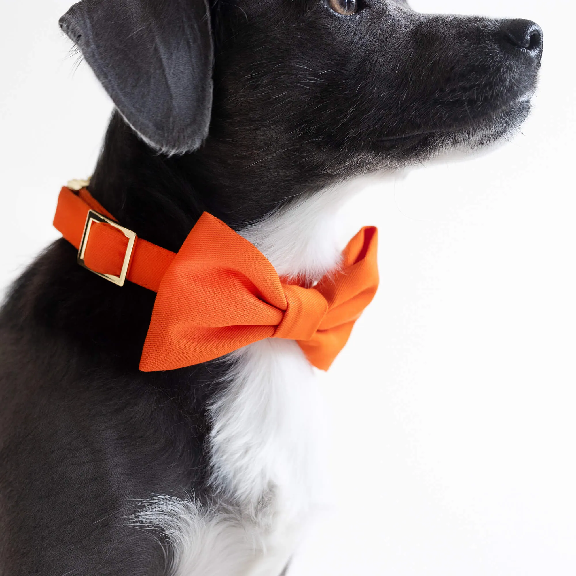 Cider Bow Tie Collar