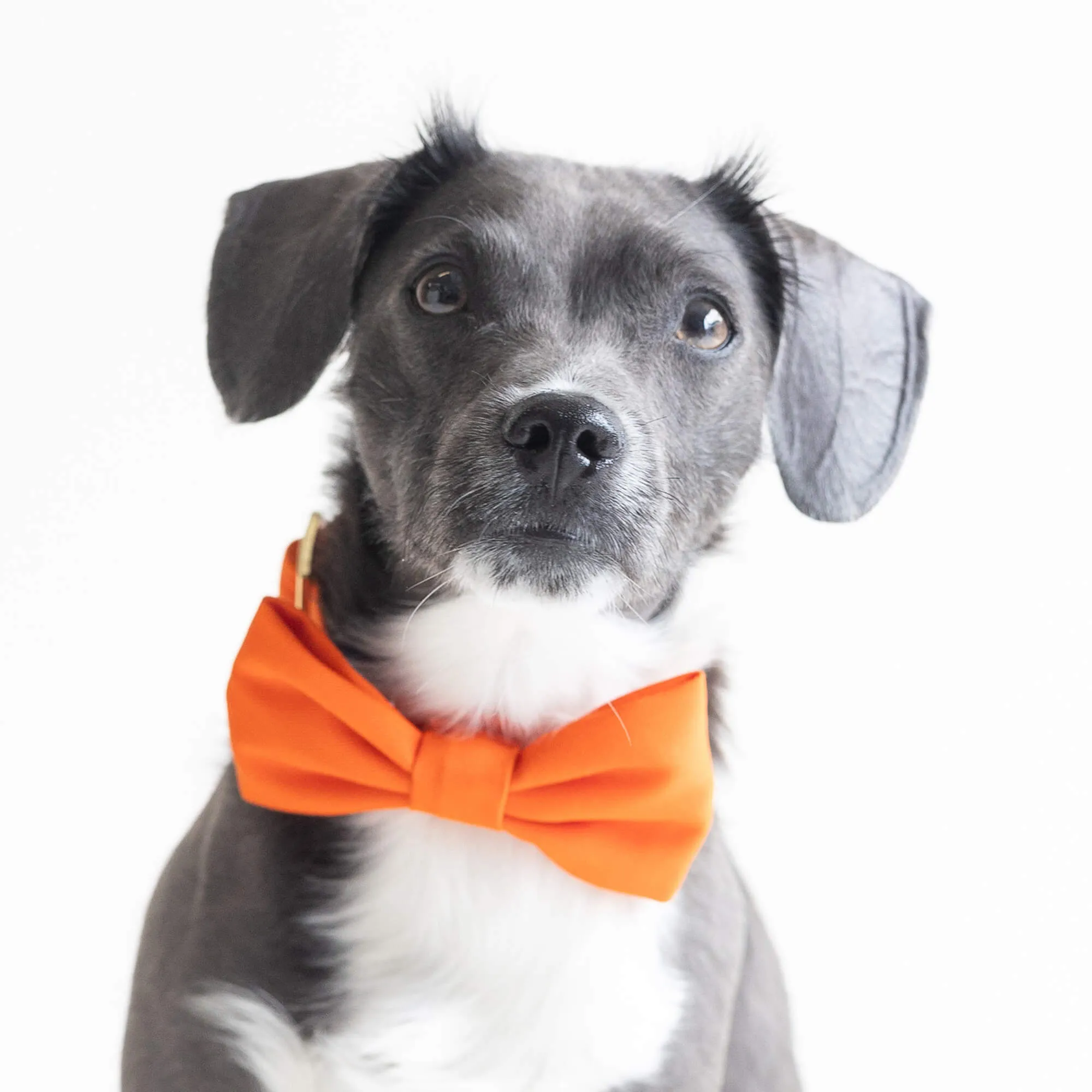 Cider Bow Tie Collar