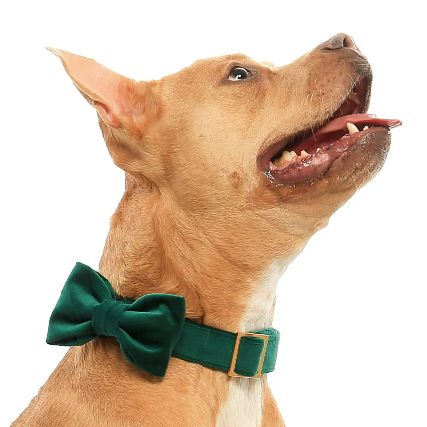 Forest Green Velvet Bow Tie Collar