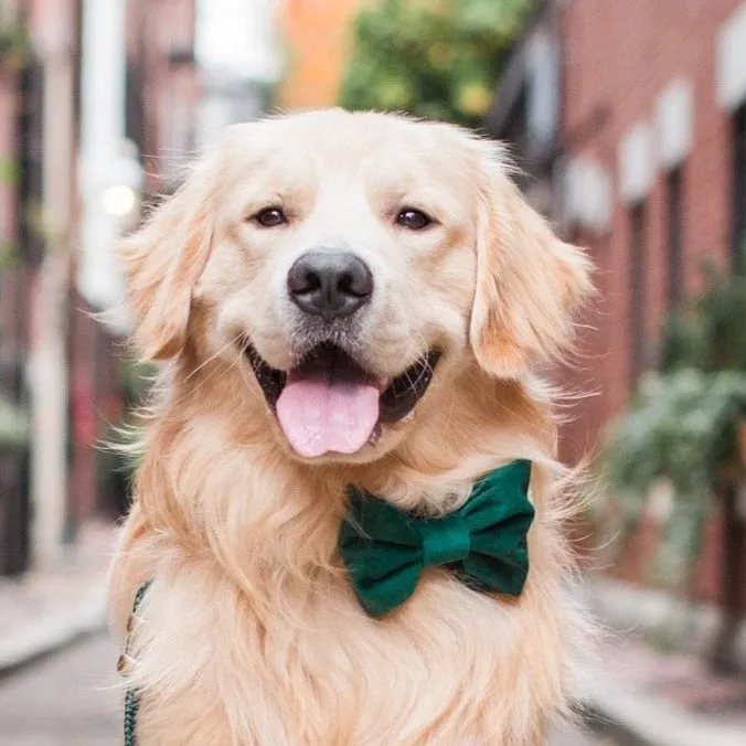 Forest Green Velvet Dog Bow Tie