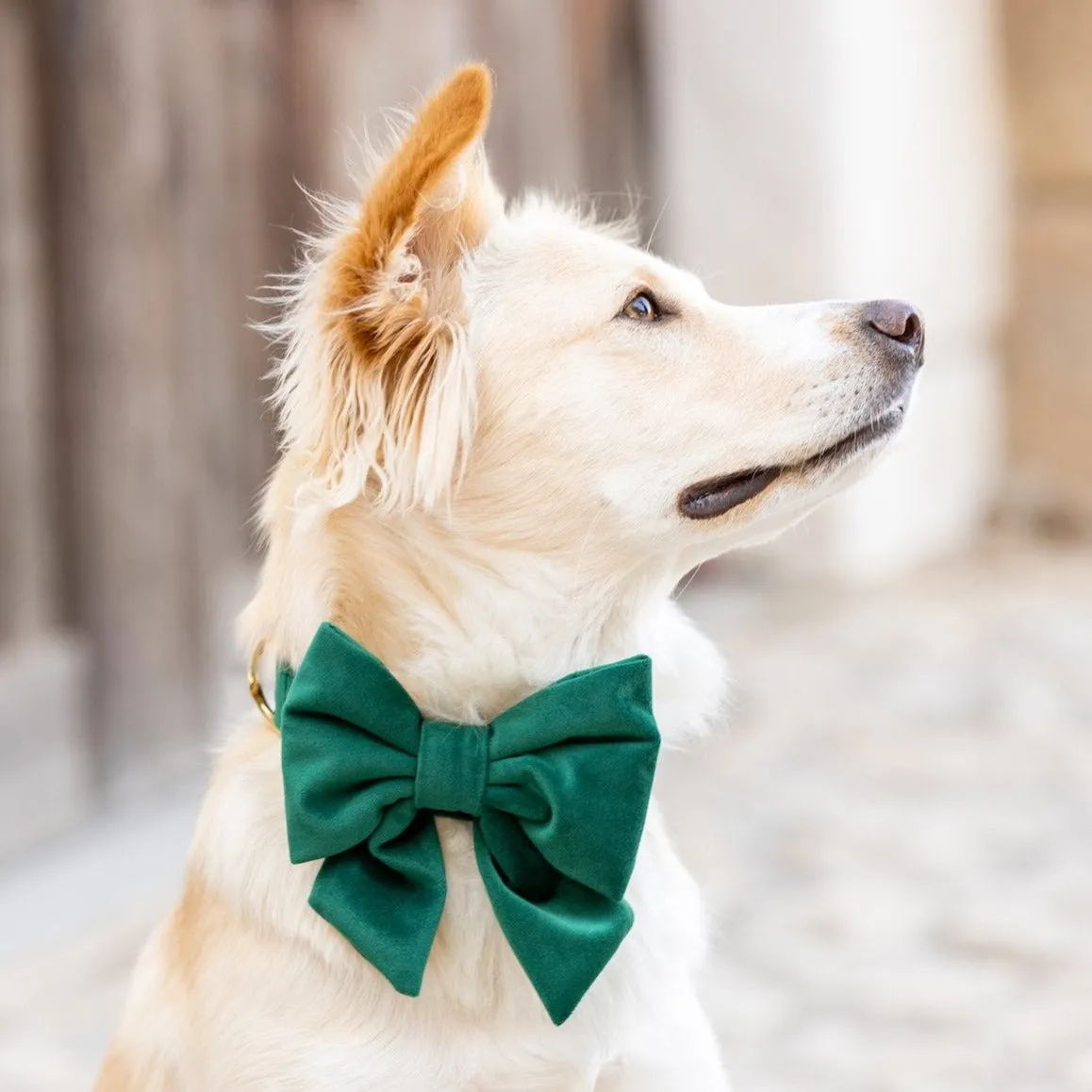 Forest Green Velvet Lady Dog Bow