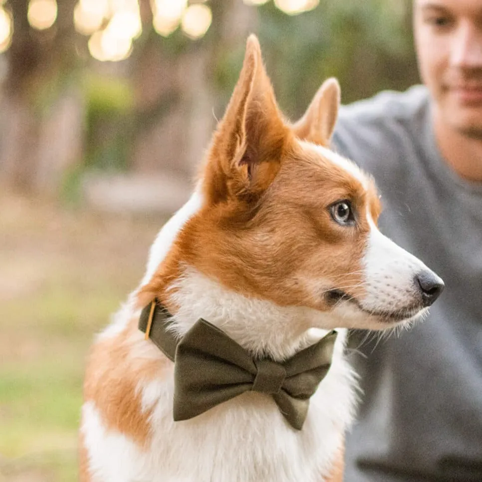 Olive Dog Bow Tie