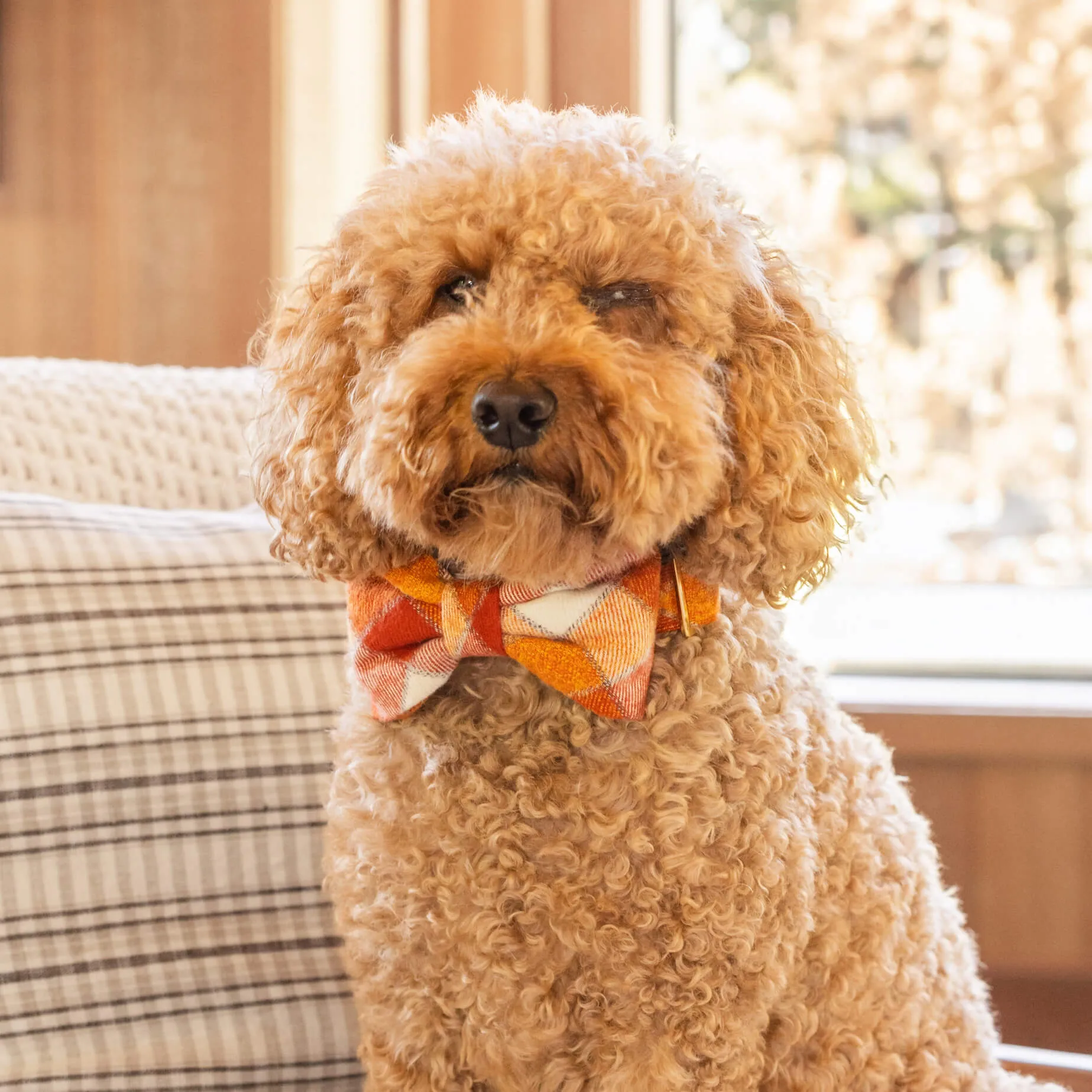 Pumpkin Spice Plaid Flannel Dog Bow Tie