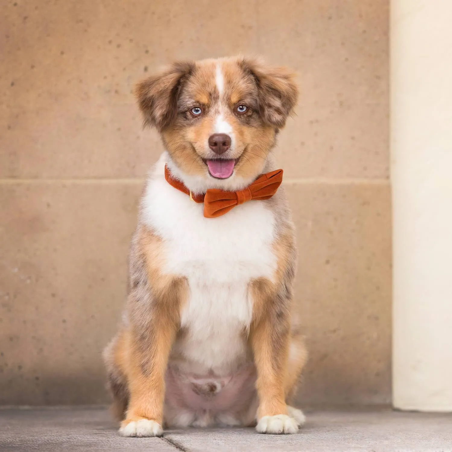 Pumpkin Velvet Bow Tie Collar