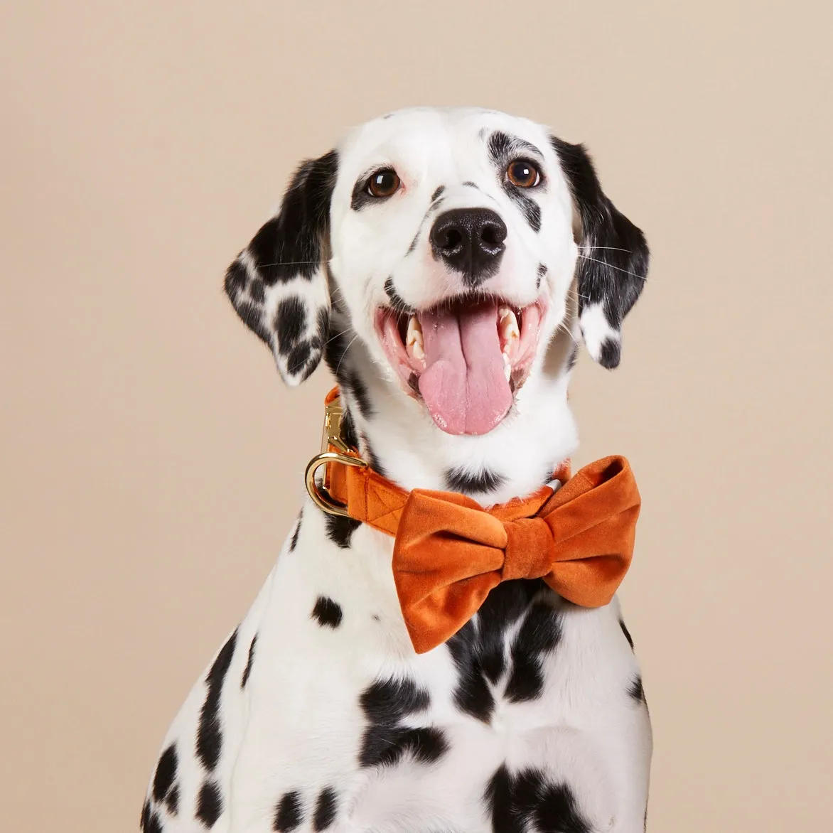 Pumpkin Velvet Dog Bow Tie